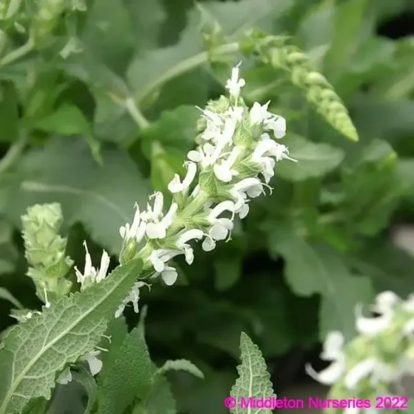 Salvia nemorosa Schneehugel snowhill 3 compress