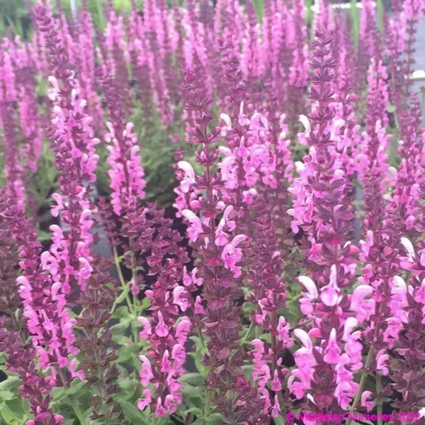 Salvia nemorosa Sensation Rose 1 compress