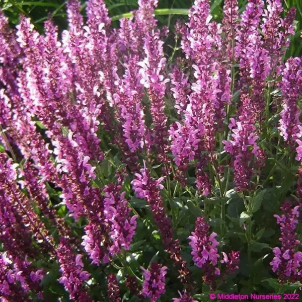 Salvia nemorosa Sensation Rose 2 compress