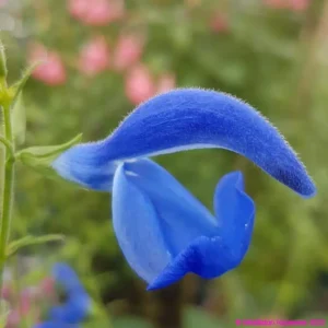 Salvia patens Blue Angel 1 compress