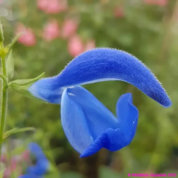 Salvia patens Blue Angel 1 compress