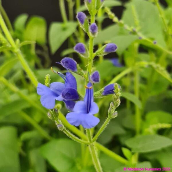 Salvia sagittata x ‘Blue Butterflies 2 compress