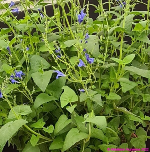 Salvia sagittata x ‘Blue Butterflies 3 compress