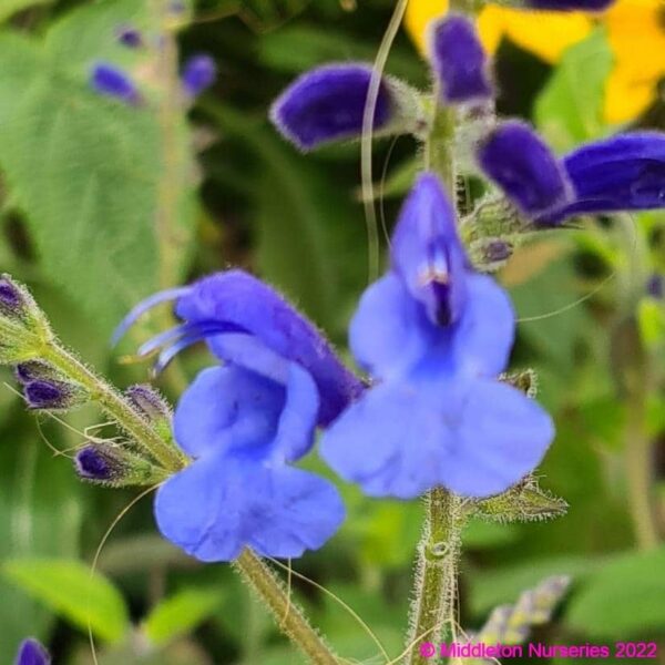 Salvia sagittata x ‘Blue Butterflies 5 compress