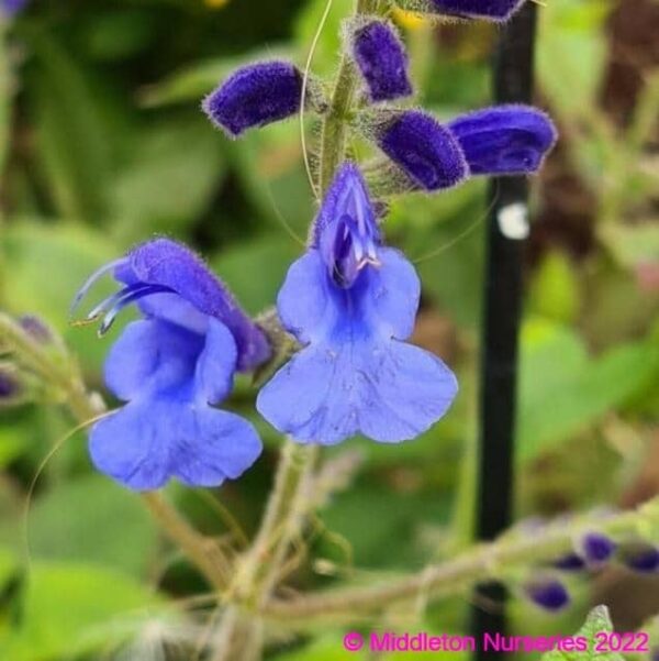 Salvia sagittata x ‘Blue Butterflies 6 compress