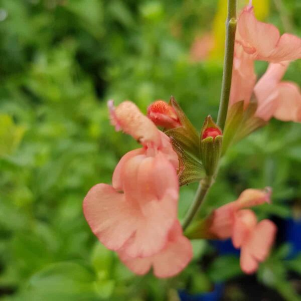 Salvia x jamensis California sunset 1 scaled