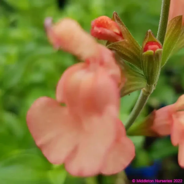 Salvia x jamensis California sunset 2 compress