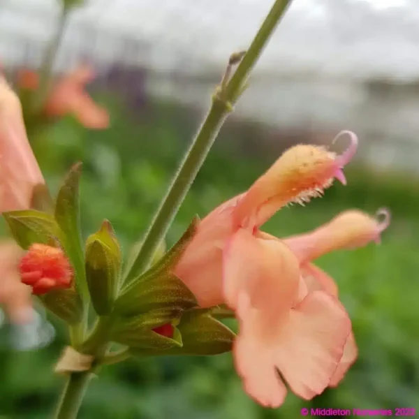 Salvia x jamensis California sunset 3 compress