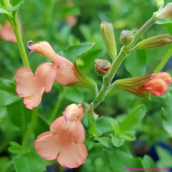 Salvia x jamensis California sunset 6 compress