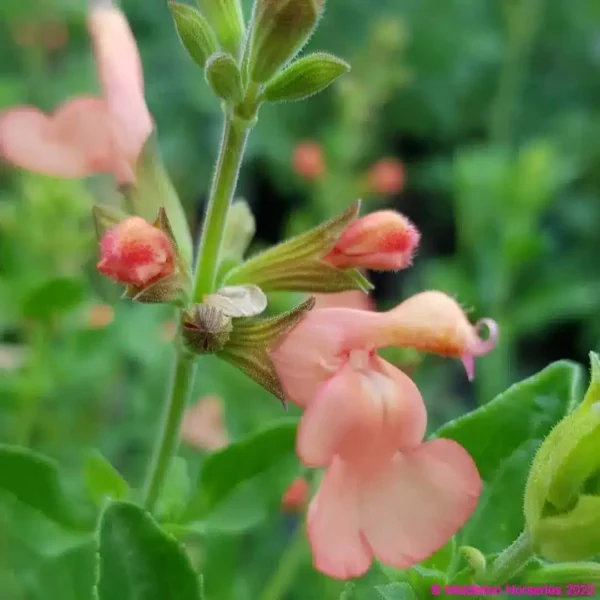 Salvia x jamensis California sunset 7 compress