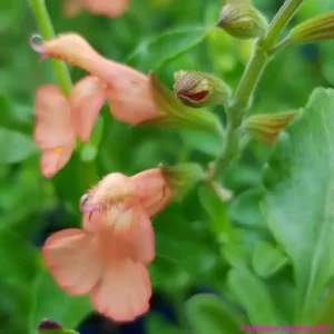 Salvia x jamensis California sunset 8 compress