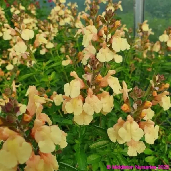 Salvia x jamensis Golden Girl 1 1 compress compress