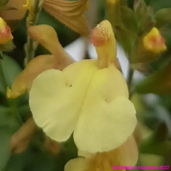 Salvia x jamensis Golden Girl 3 1 compress compress