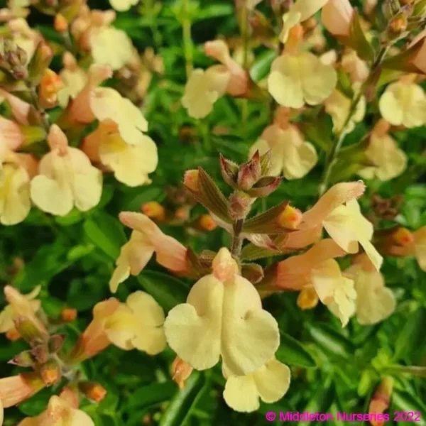 Salvia x jamensis Golden Girl 5 1 compress compress