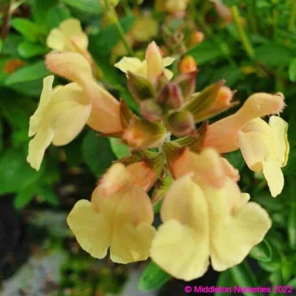 Salvia x jamensis Golden Girl 6 1 compress compress
