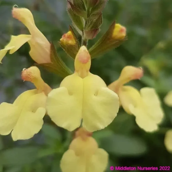 Salvia x jamensis Golden Girl 7 1 compress compress