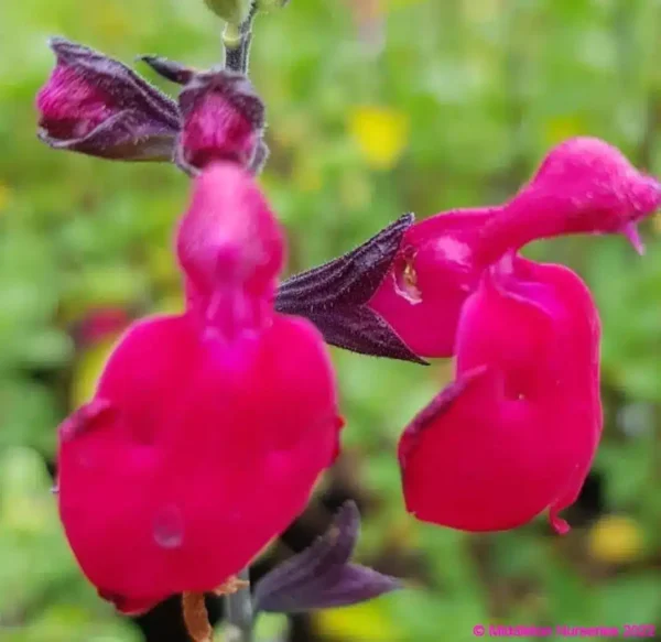 middleton Salvia Jemimas Gem 1 1 compress compress