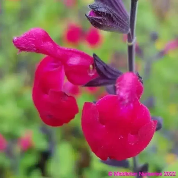 middleton Salvia Jemimas Gem 3 1 compress compress