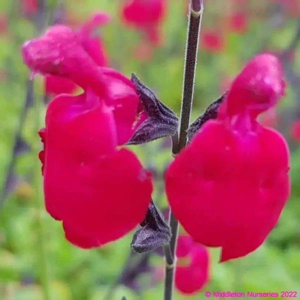 middleton Salvia Jemimas Gem 4 1 compress compress