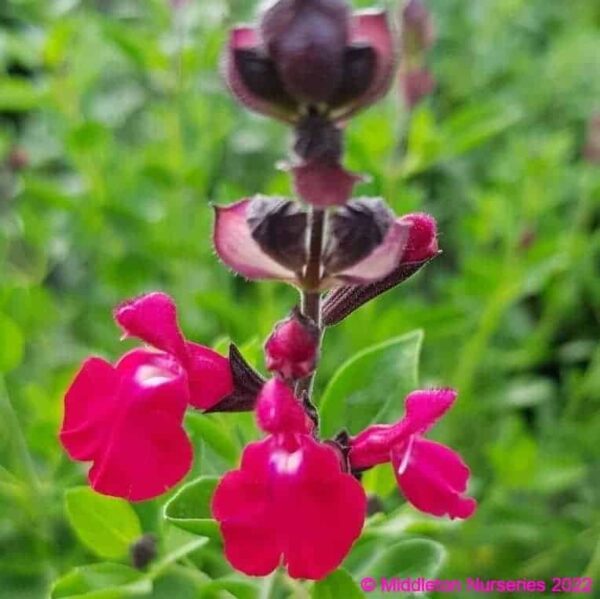 middleton Salvia Jemimas Gem 5 1 compress compress