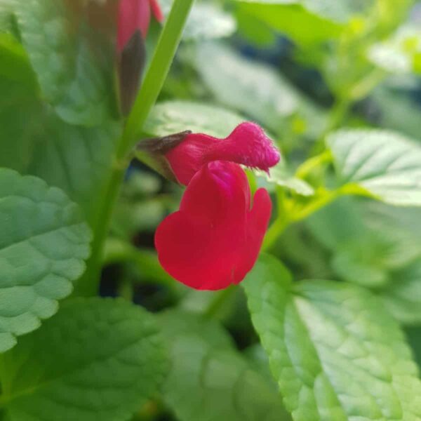 middleton Salvia Jemimas Gem 7 1 compress scaled
