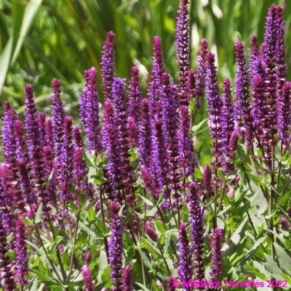 salvia nemorosa Kate glenn 2 compress