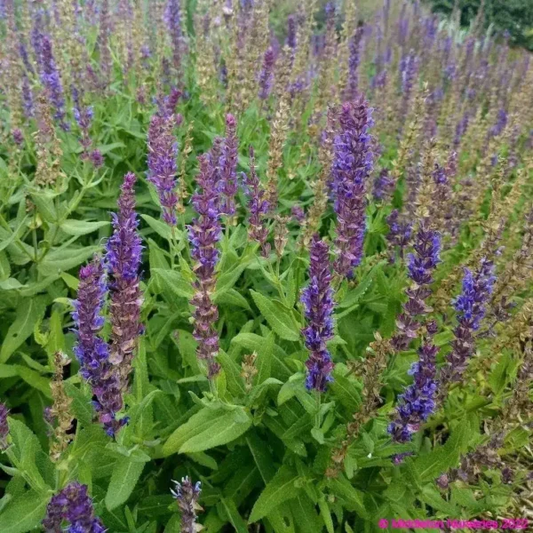 salvia nemorosa Kate glenn 3 compress