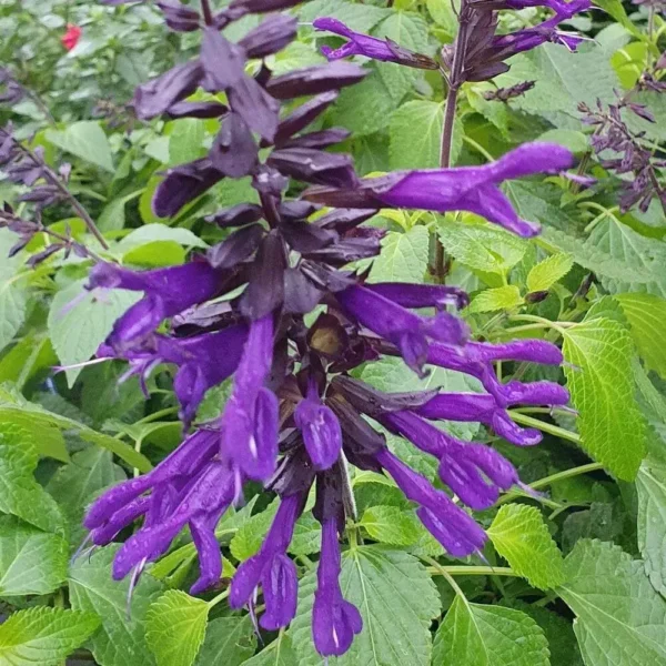 Salvia Amistad 2