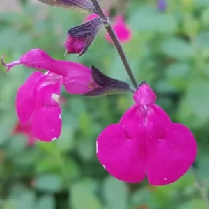 Salvia Dayglow 3 1