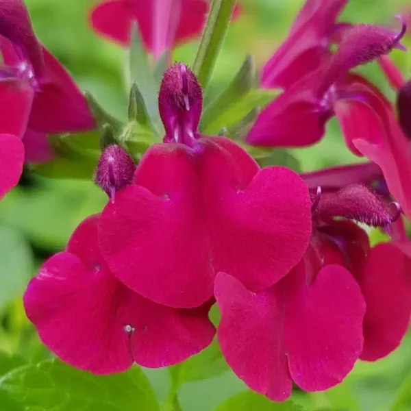 Salvia Dysons Maroon 3 1 compress