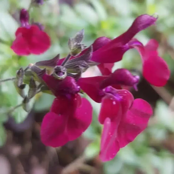 Salvia Dysons Maroon 4 1 compress