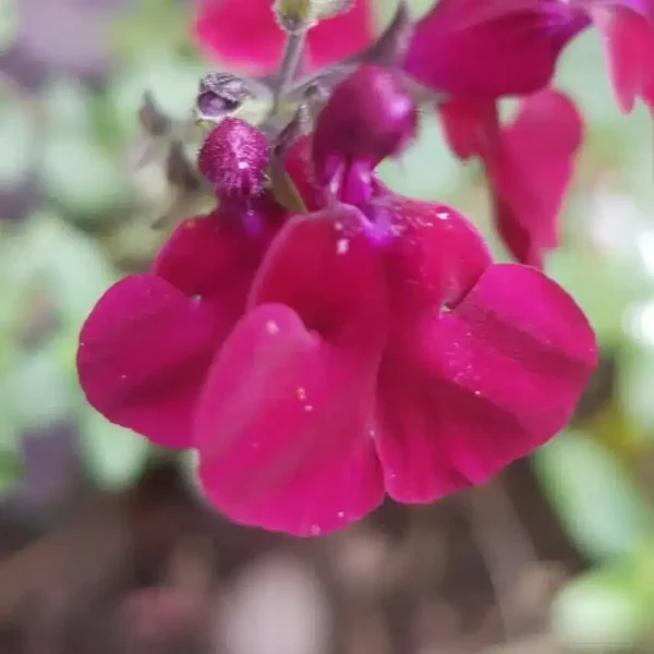 Salvia Dysons Maroon 5 1 compress