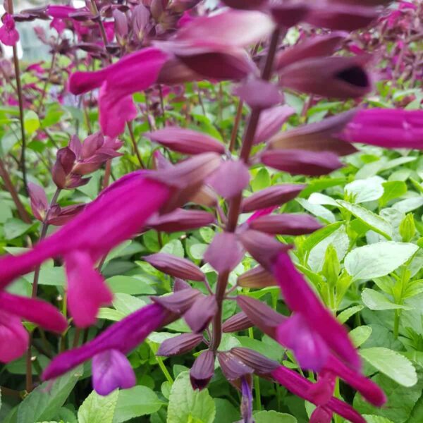 Salvia ‘Love and Wishes 1 scaled