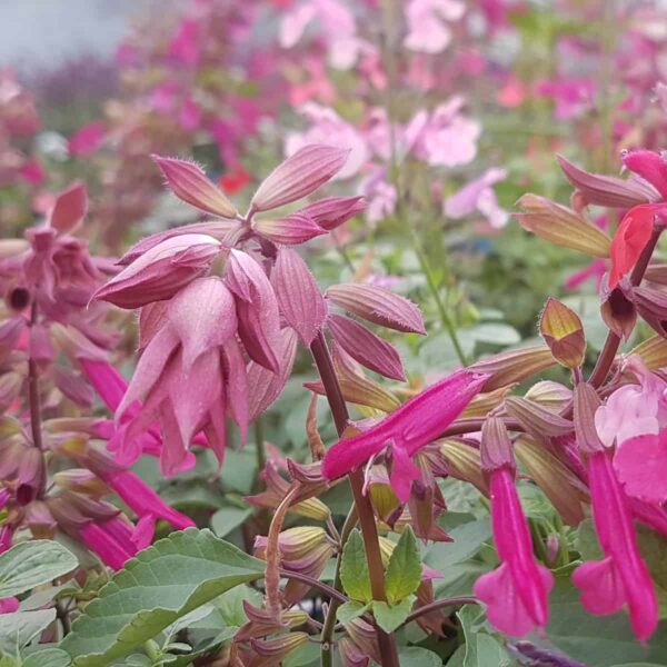 Salvia ‘Love and Wishes 2