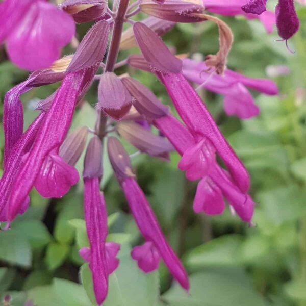 Salvia ‘Love and Wishes 3