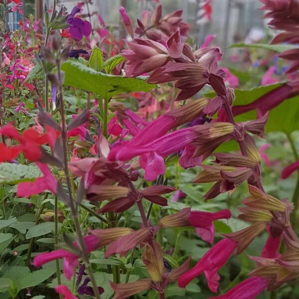 Salvia ‘Love and Wishes 4