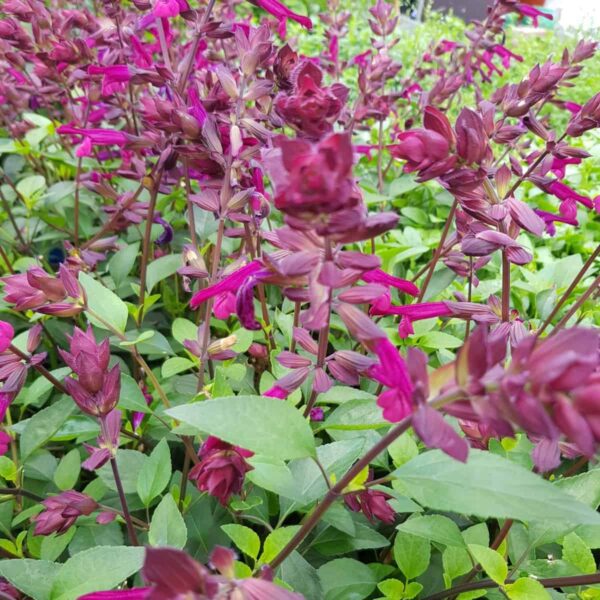 Salvia ‘Love and Wishes 6 scaled
