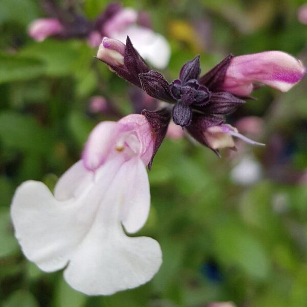 Salvia ‘Nuchi 2