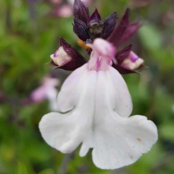 Salvia ‘Nuchi 3