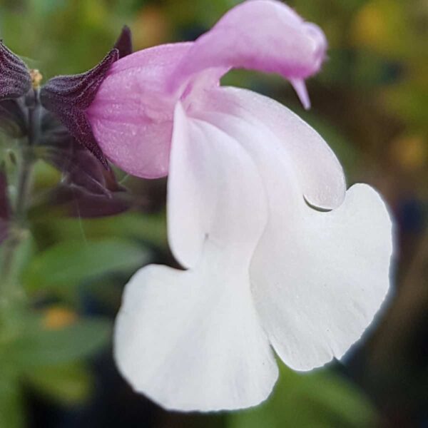 Salvia ‘Nuchi 4