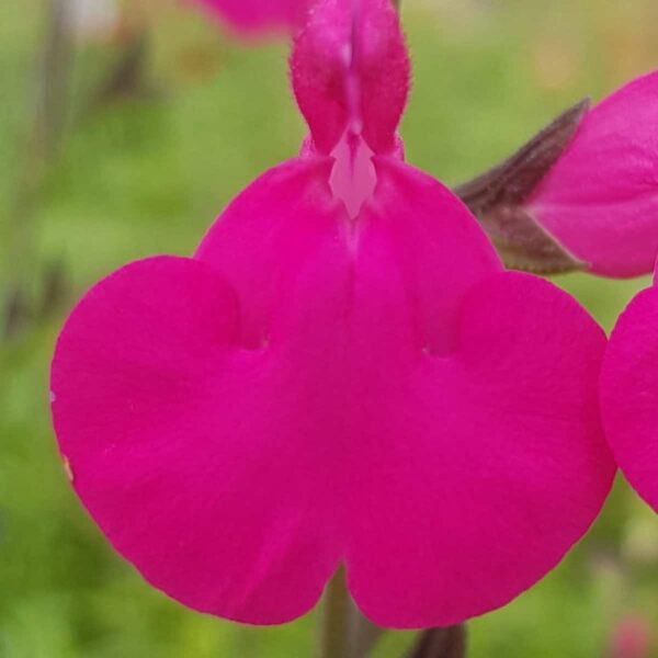Salvia ‘Pennys smile 1