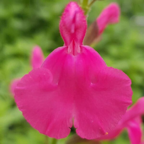 Salvia ‘Pennys smile 4