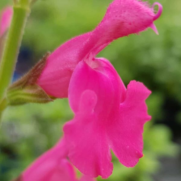 Salvia ‘Pennys smile 5