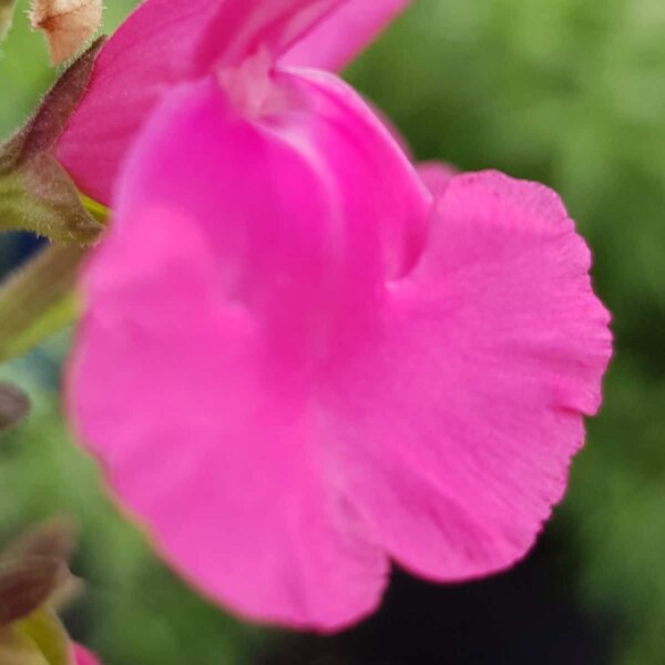 Salvia ‘Pennys smile 6