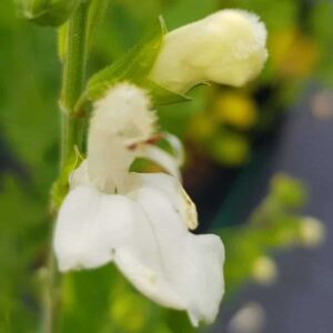 Salvia ‘Walsingham White 10