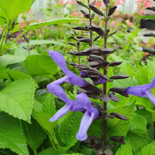 Salvia Rockin Blue Suede Shoes 1
