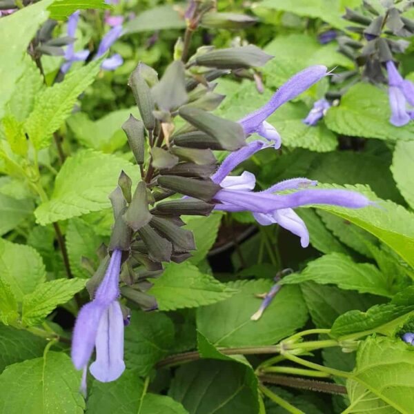 Salvia Rockin Blue Suede Shoes 2