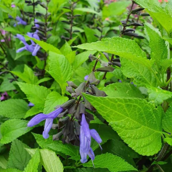 Salvia Rockin Blue Suede Shoes 4
