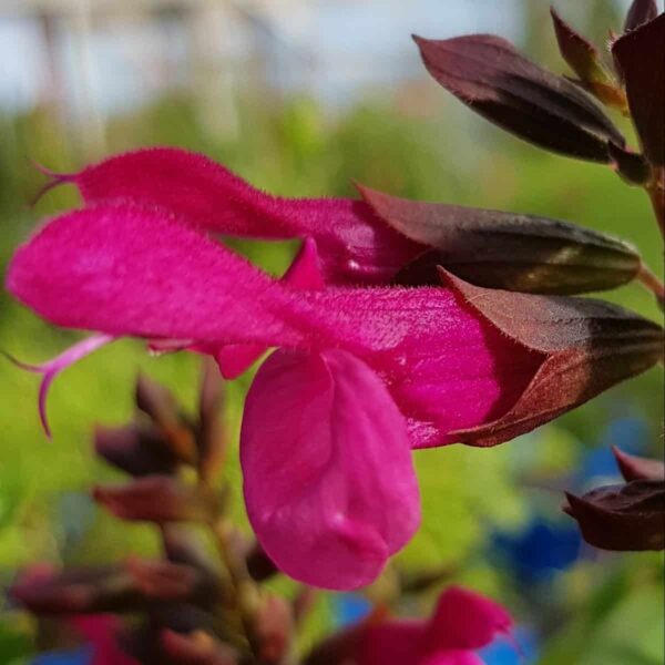 Salvia Rockin Fuchsia 1 e1643797884767