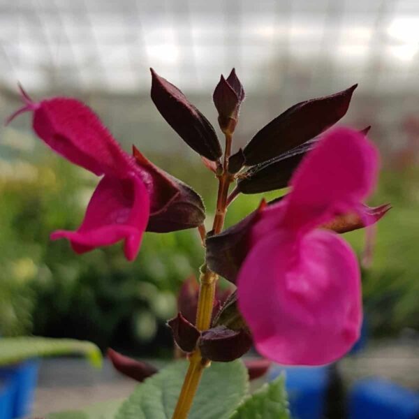 Salvia Rockin Fuchsia 2